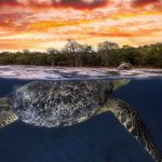 Turtle Indian Ocean