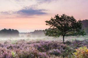 Wahner Heide