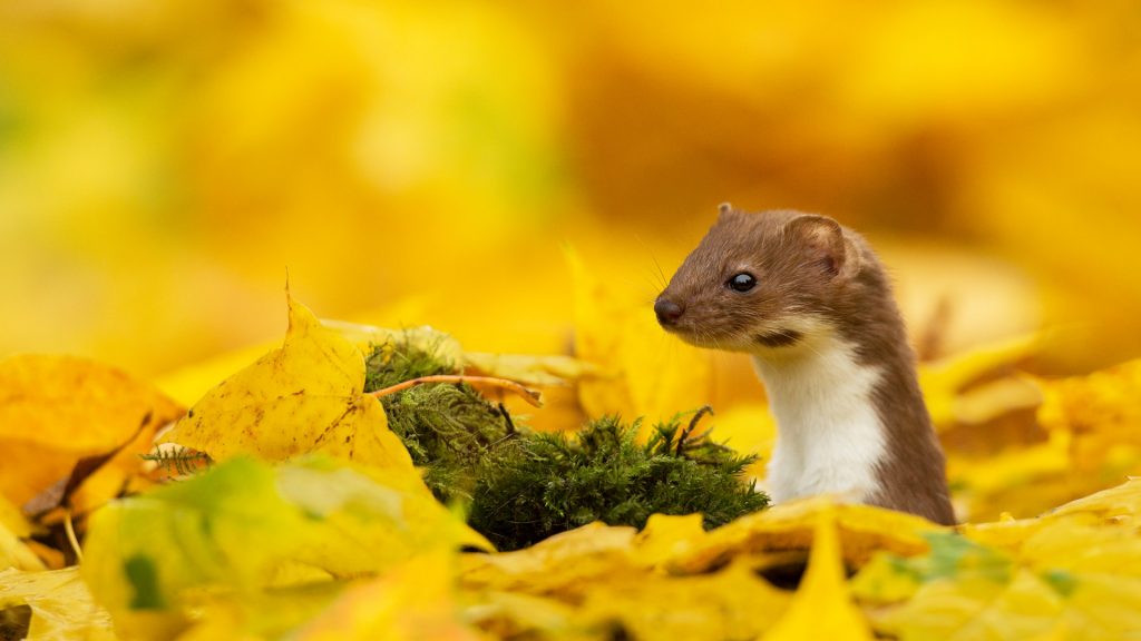 Weasel Autumn