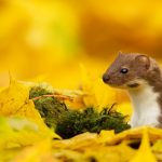 Weasel Autumn