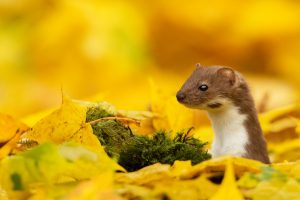 Weasel Autumn