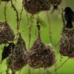 Africa Weaverbirds