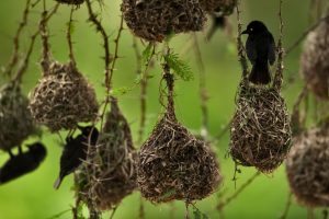 Africa Weaverbirds