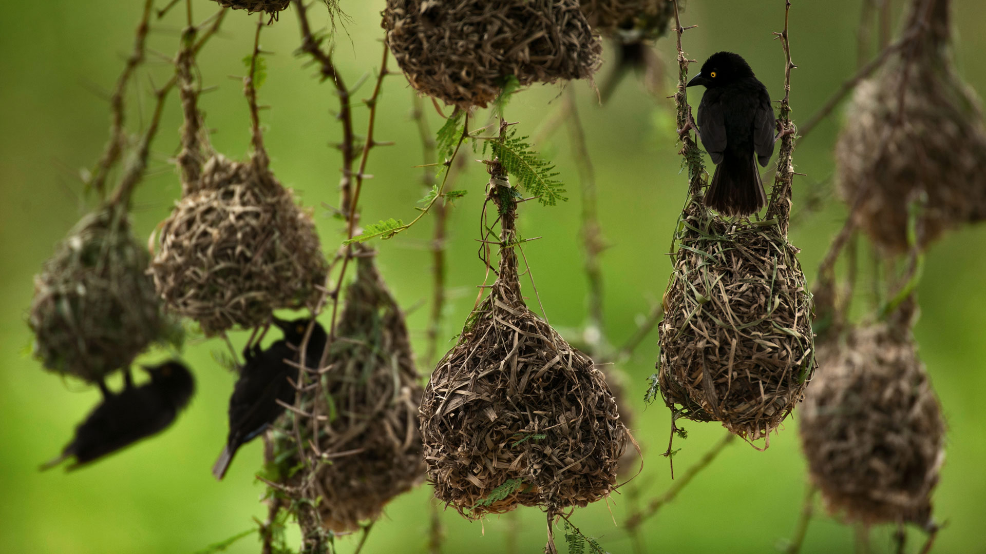 Africa Weaverbirds