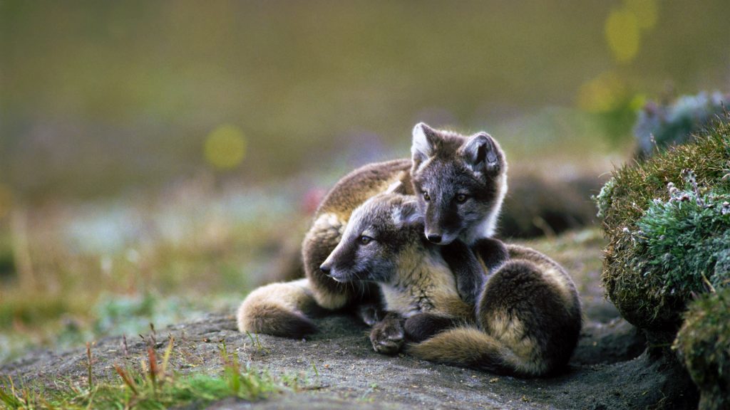 Arctic Fox Sibs