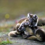 Arctic Fox Sibs