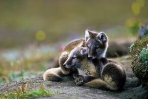 Arctic Fox Sibs