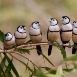 Barred Finches