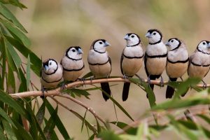 Barred Finches