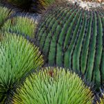 Barrel Cactus