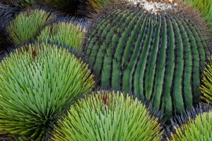 Barrel Cactus