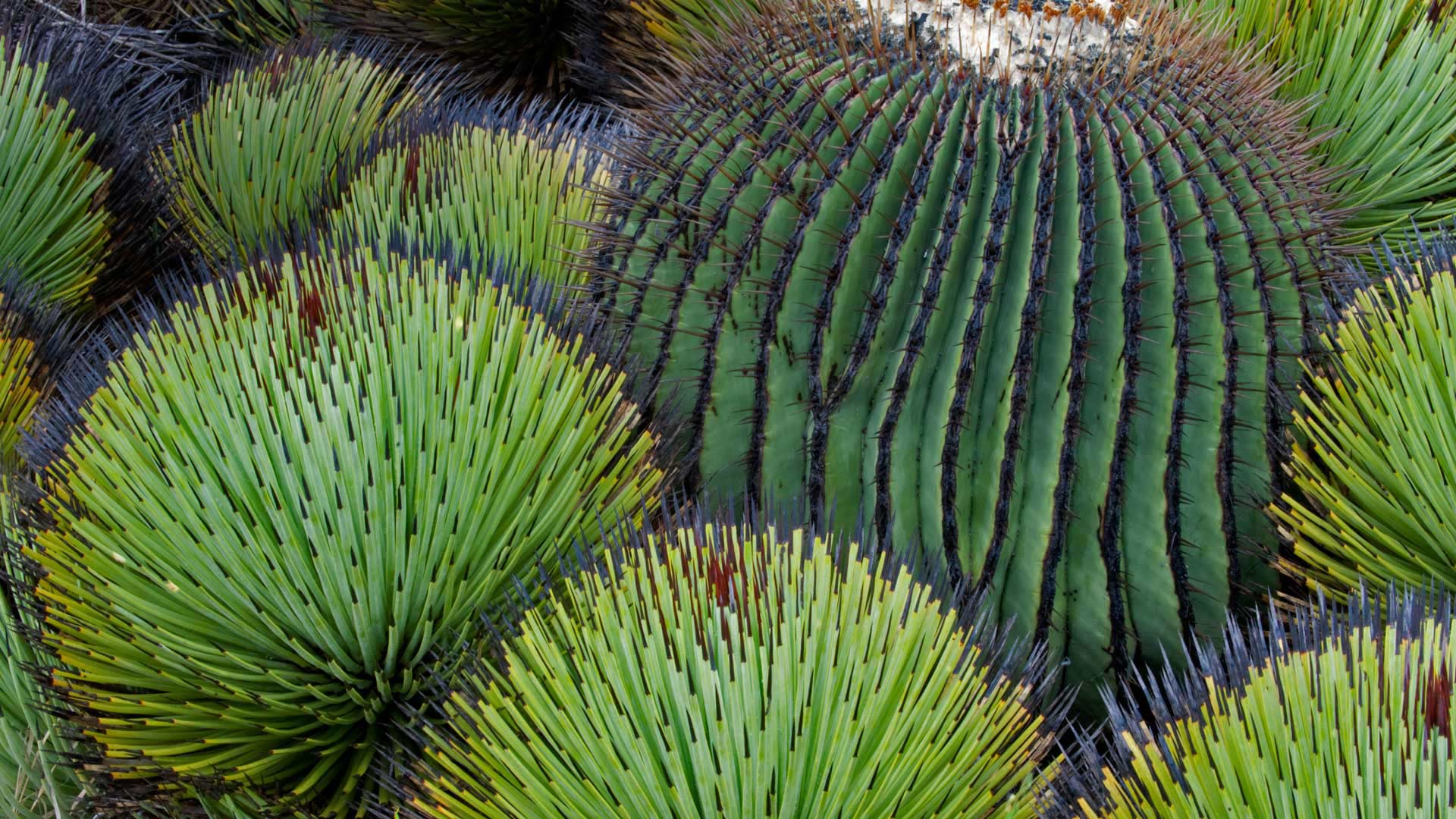 Barrel Cactus