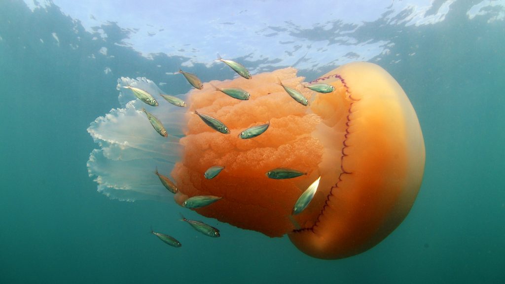 Barrel Jellyfish