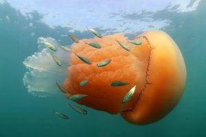 Barrel Jellyfish