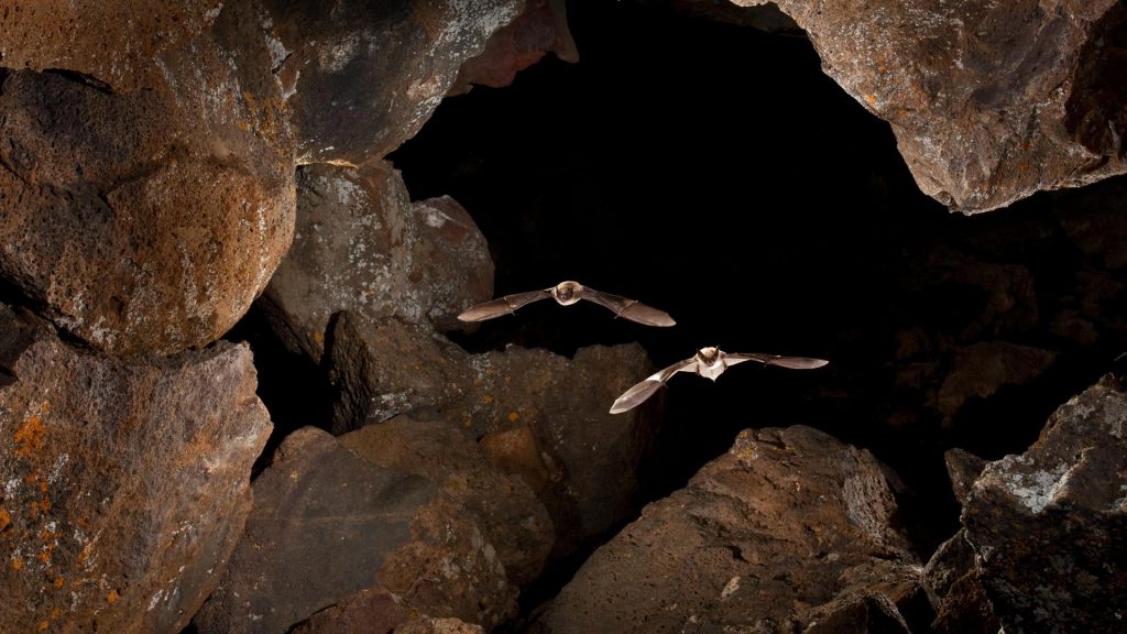 Bat Cave – Bing Wallpaper Download