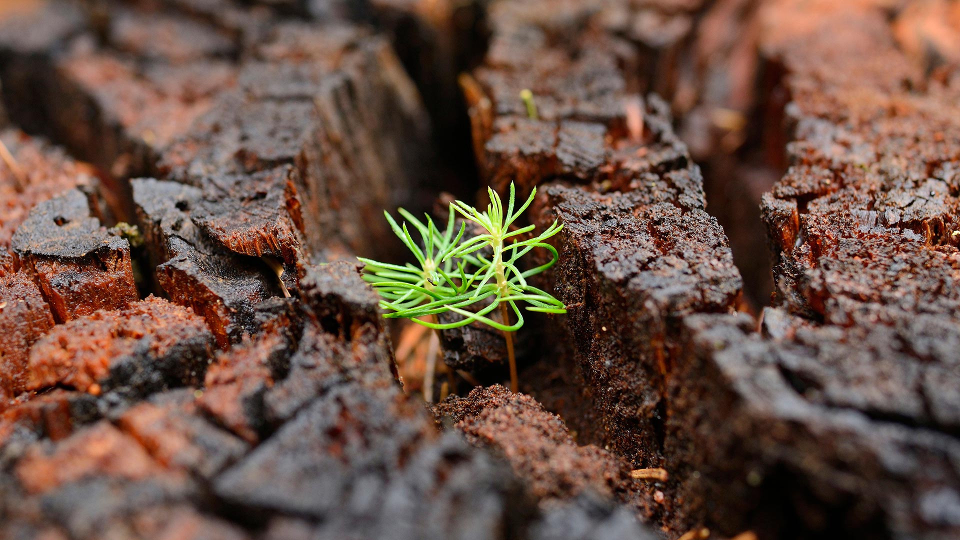 Baum Fichte