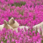 Bear Fireweed