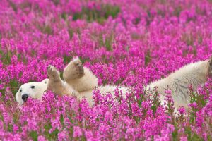 Bear Fireweed