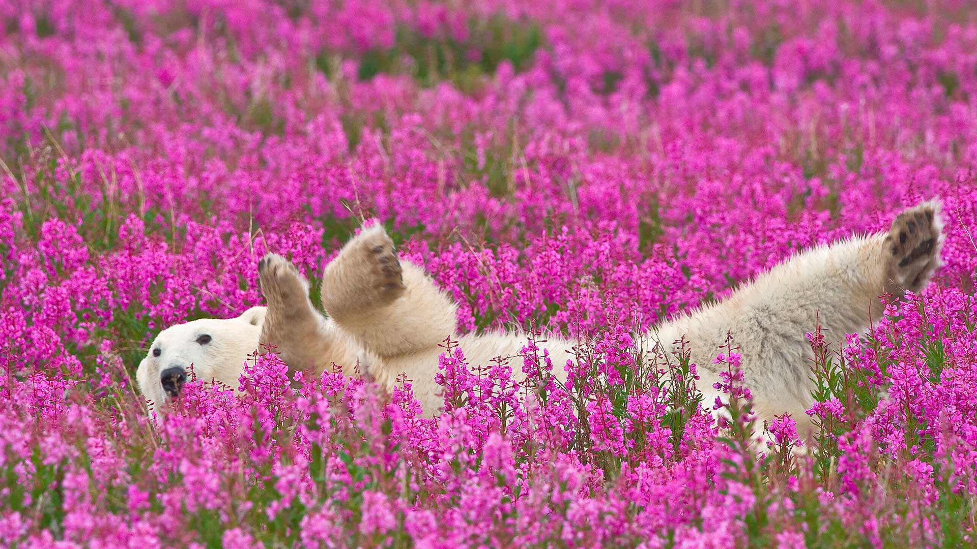 Bear Fireweed