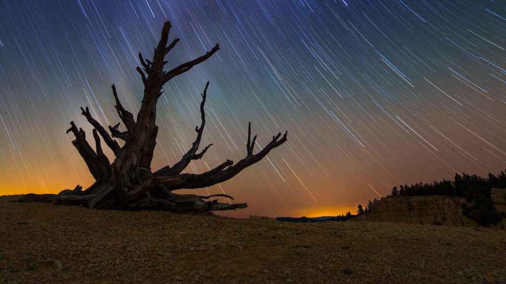 Bristlecone Pine