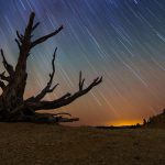 Bristlecone Pine