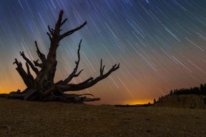 Bristlecone Pine