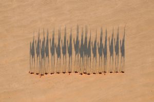 Camels Broome