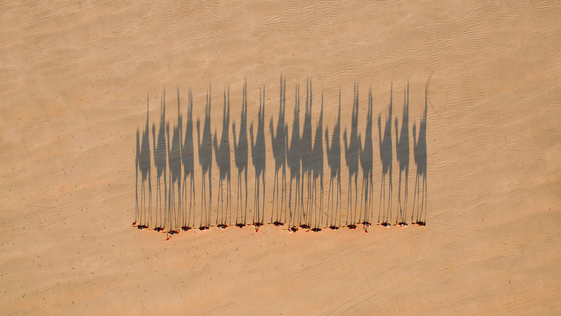 Camels Broome