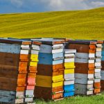 Canola Beehives