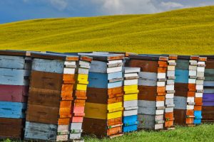 Canola Beehives