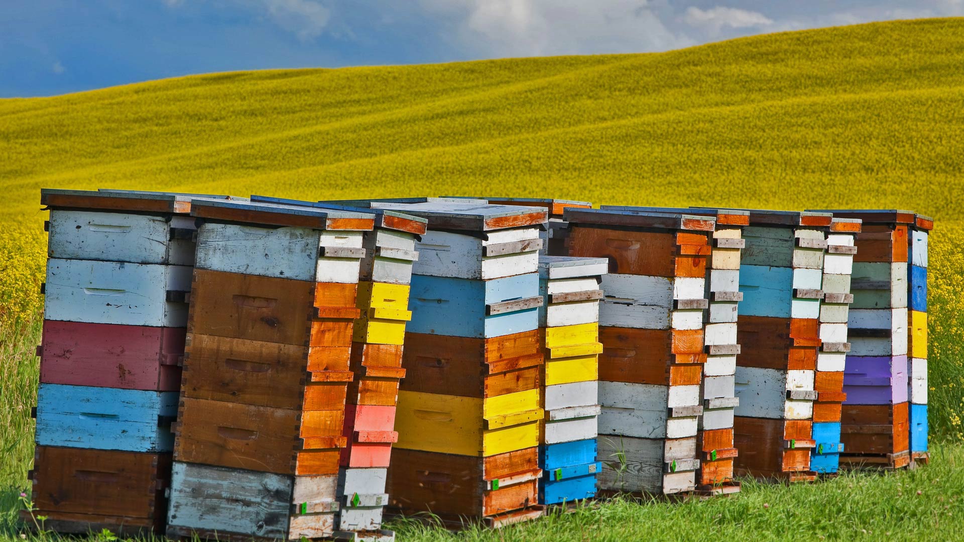 Canola Beehives