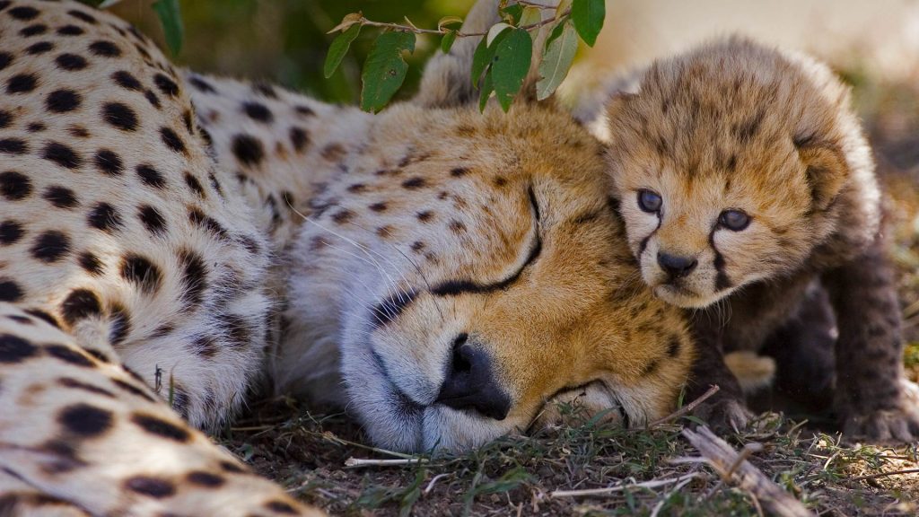 Cheetah Mom