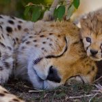 Cheetah Mom