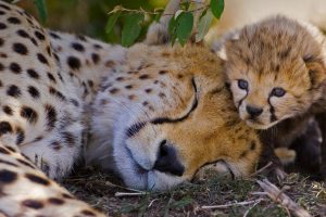 Cheetah Mom