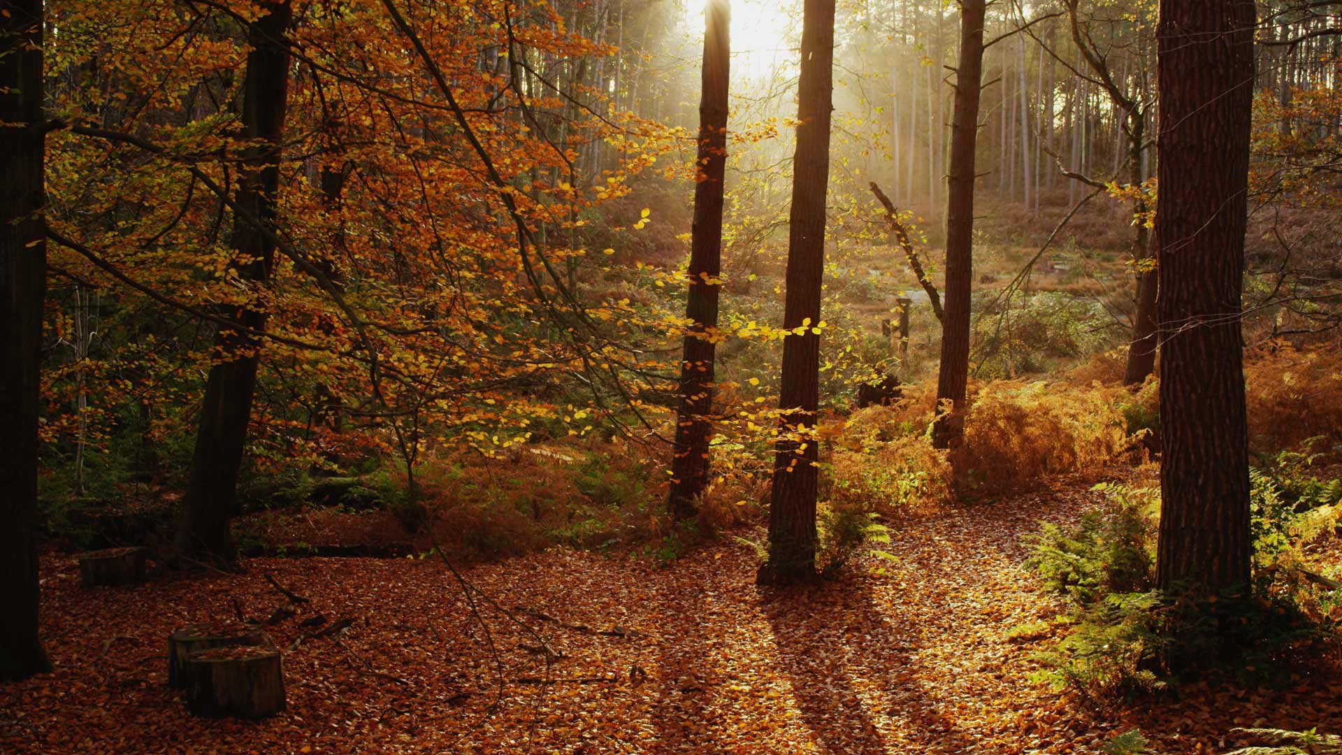 Cheshire Autumn