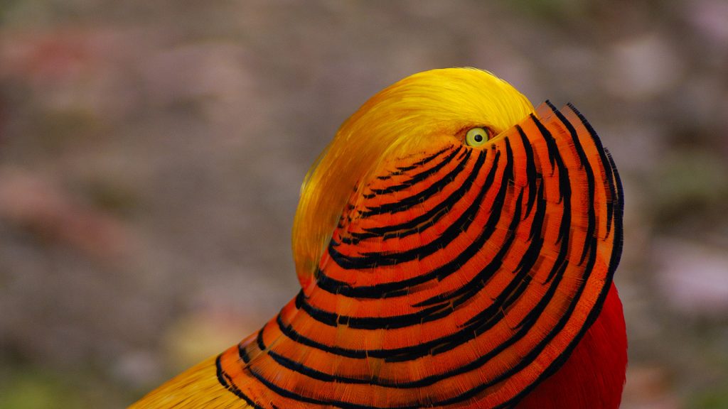 Chinese Golden Pheasant