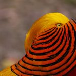 Chinese Golden Pheasant