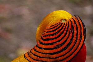 Chinese Golden Pheasant