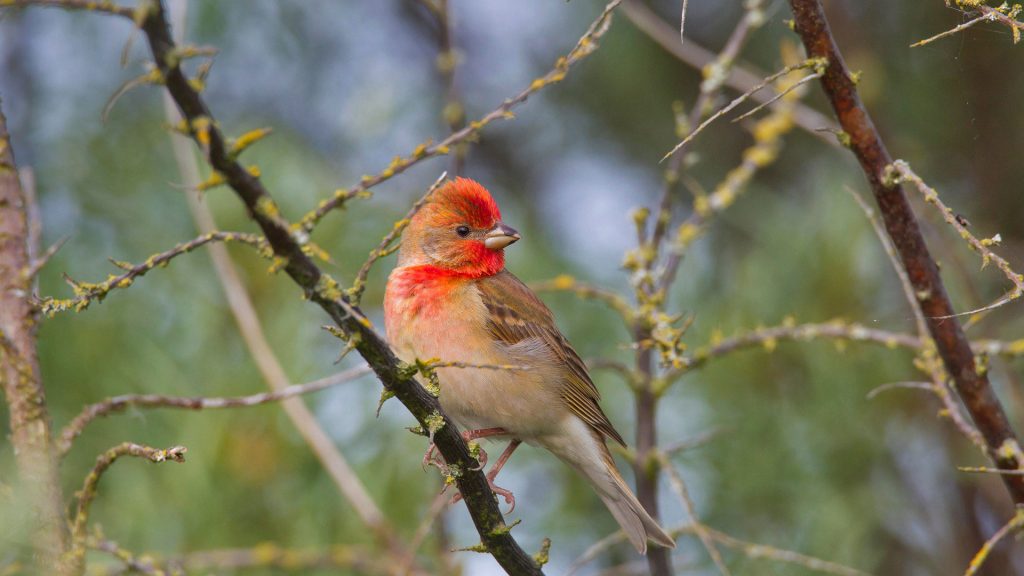 Common Rosefinch