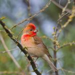 Common Rosefinch