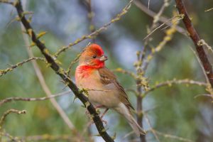 Common Rosefinch