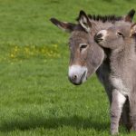 Cotentin Donkeys
