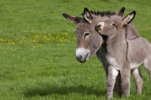 Cotentin Donkeys