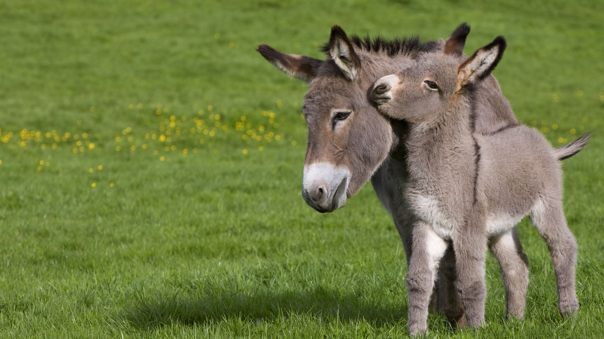 Cotentin Donkeys