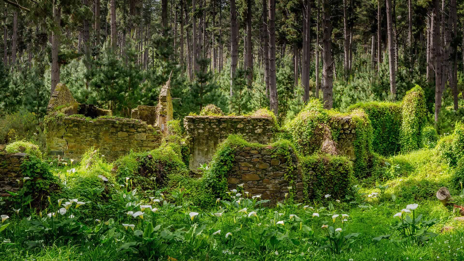 Cottage Ruins