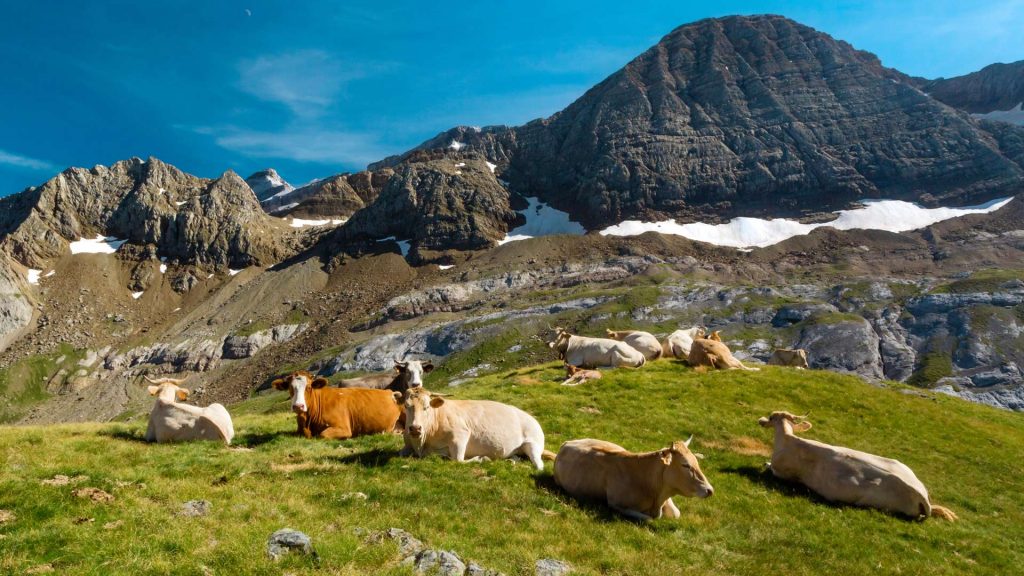 Cows Col Des Tentes