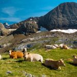 Cows Col Des Tentes