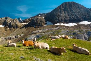 Cows Col Des Tentes