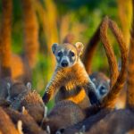 Cozumel Island Coati