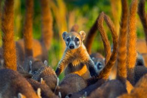 Cozumel Island Coati